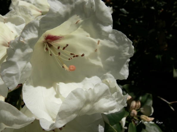 Bois des Moutiers (107) Juin 2012